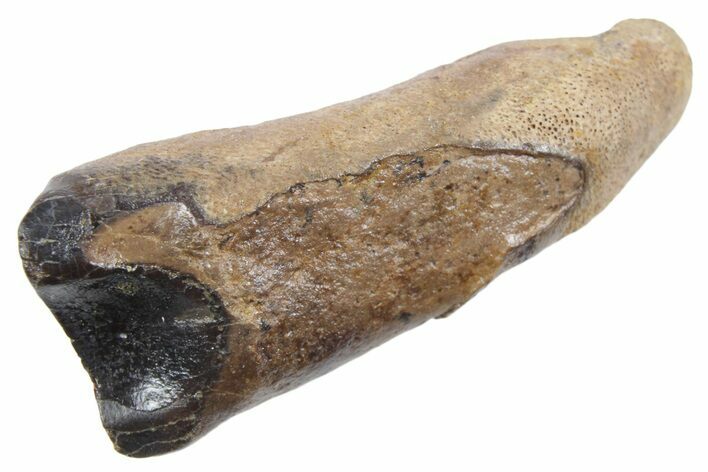 Feeding Worn Triceratops Tooth with Partial Root - Wyoming #357038
